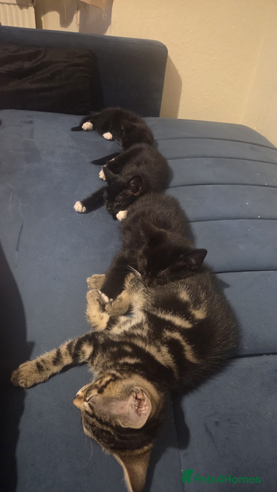 Mixed Breed cats 10 week old playful kittens - Advert 5