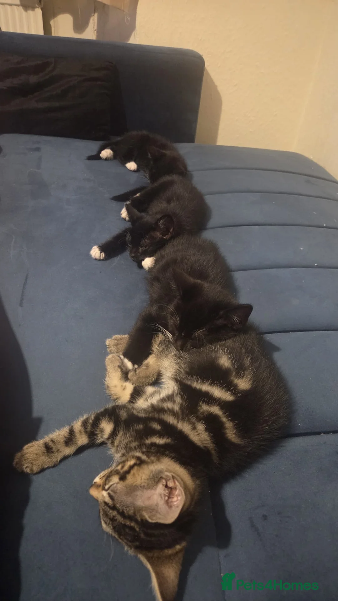 Mixed Breed cats for sale: 10 week old playful kittens - Advert 1