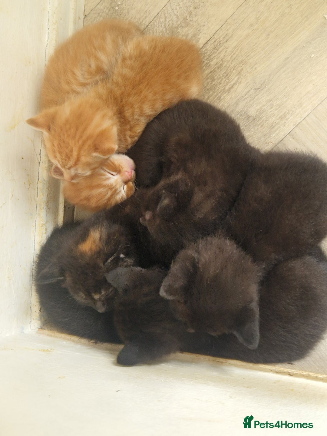 Mixed Breed cats for sale: Gorgeous Kittens. GINGER & All Black - Image 13