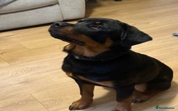 Rottweiler dogs for sale: Unfortunately need to rehome Benny  - Advert 3
