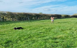 French Bulldog dogs for sale: Facing homelessness so Gwen is looking for a home  - Image 3