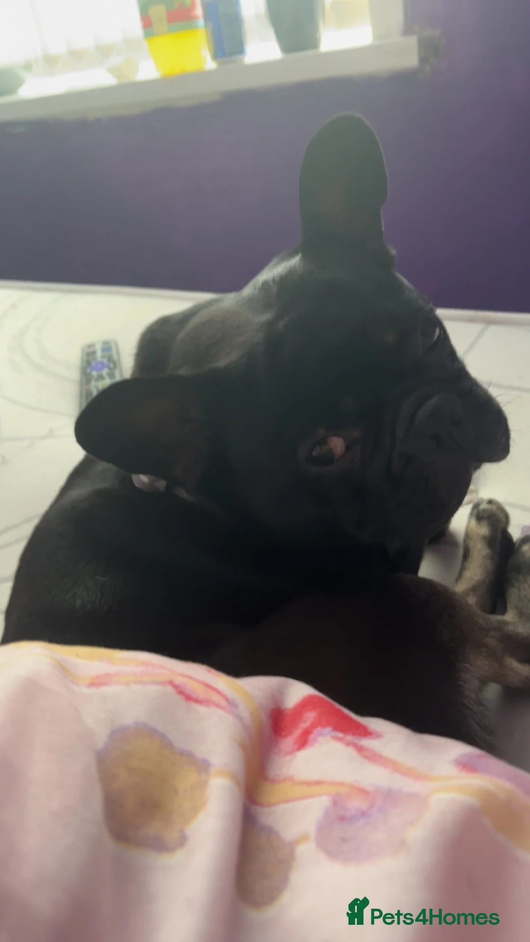 French Bulldog dogs for sale: 16th month old frenchie  in Leeds - Advert 2