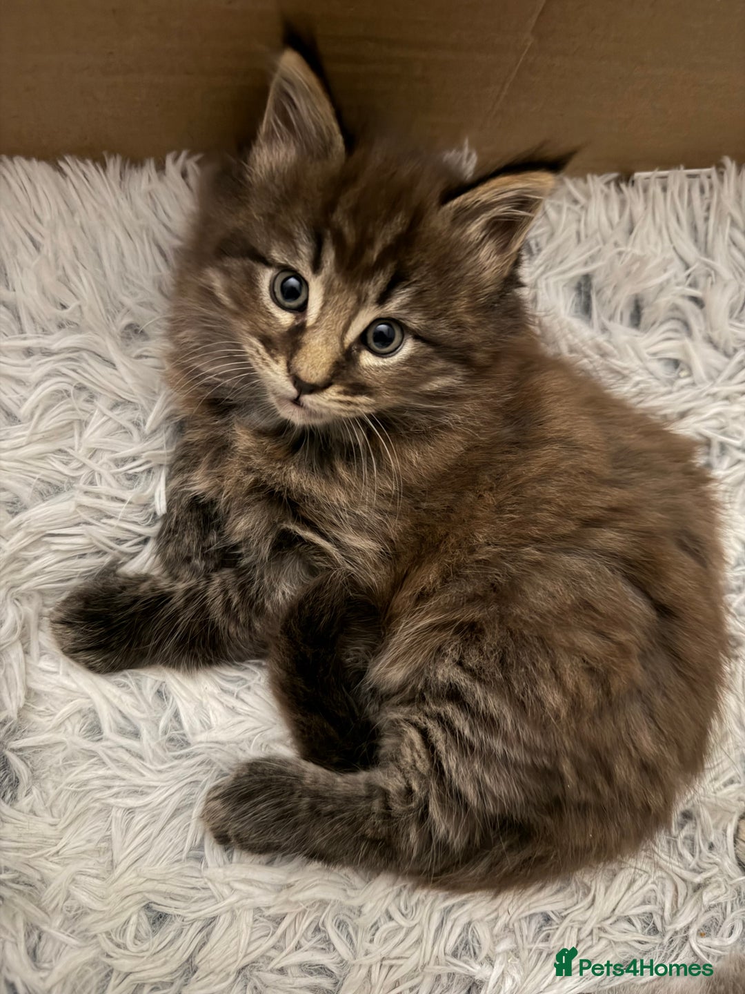 Maine Coon cats for sale: Boy Maine coon - Advert 2