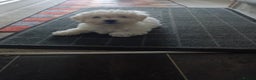 Bichon Frise dogs for sale: BISHON FRISE - Advert 4