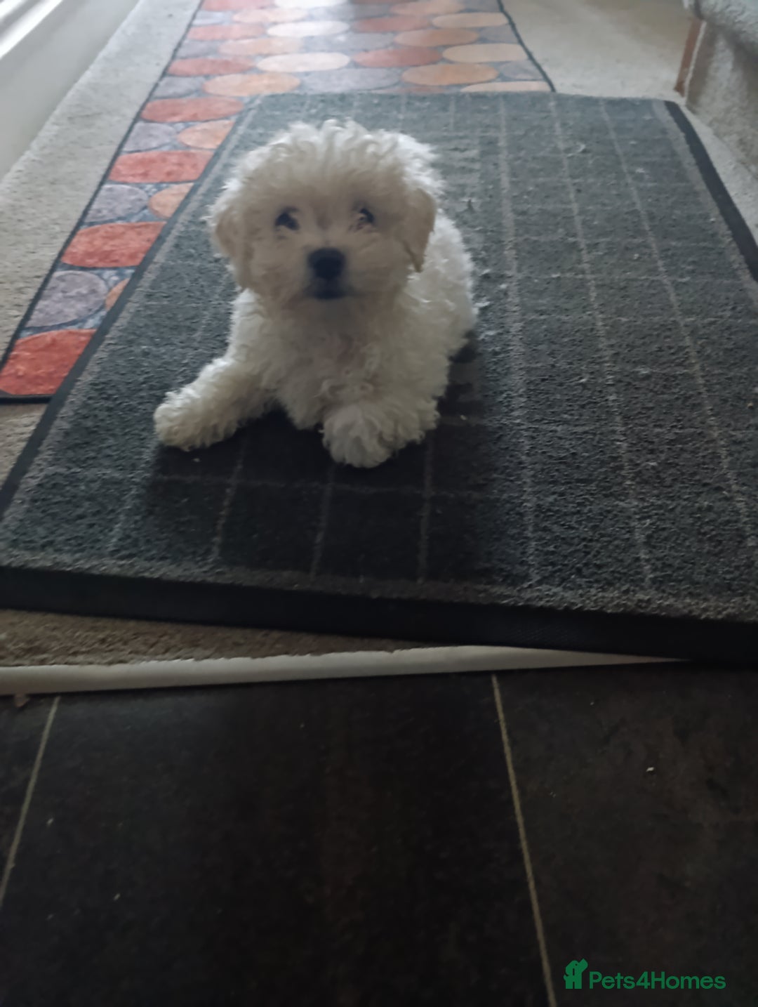 Bichon Frise dogs for sale: BISHON FRISE - Advert 4