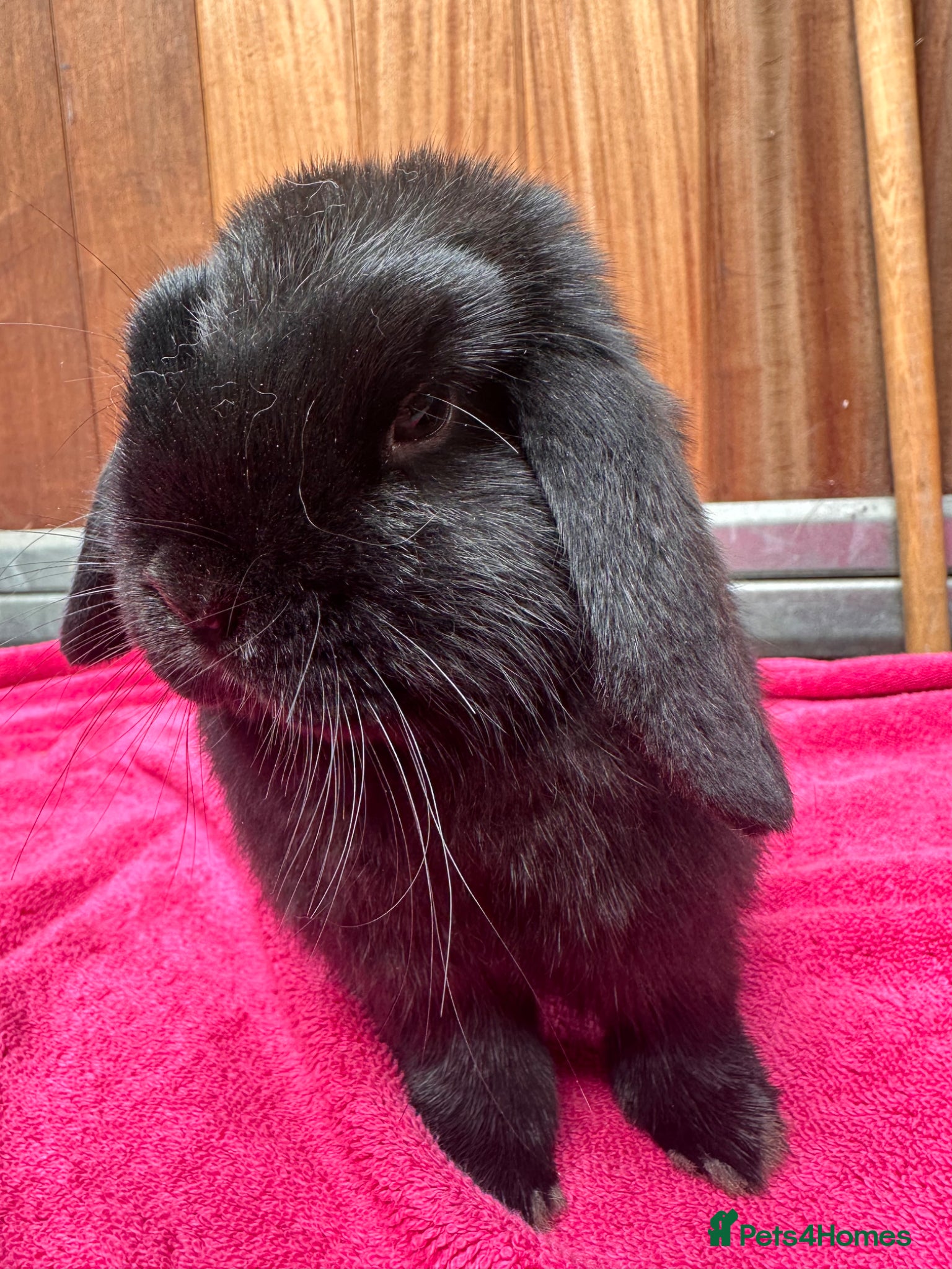 English Lop rabbits Male lops  - Advert 4