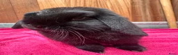 English Lop rabbits for sale: Male lops  - Advert 1