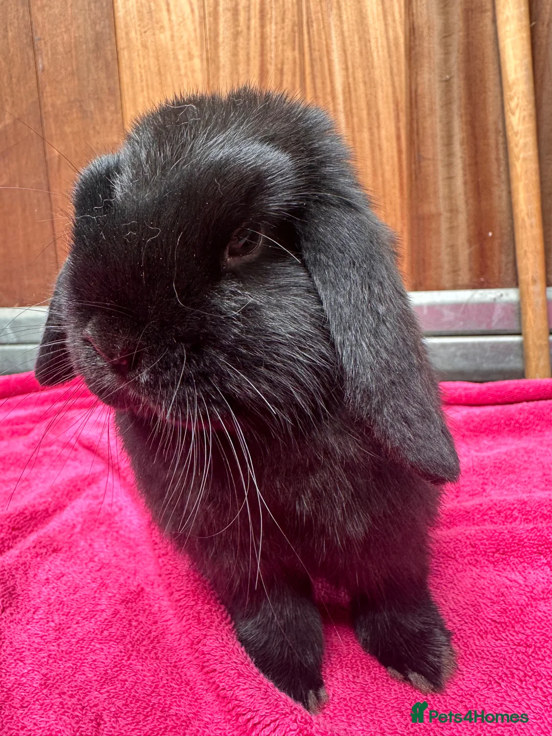 English Lop rabbits for sale: Male lops  - Advert 1