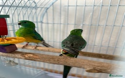 Parrots birds for sale: Beautiful talking singing Young Red Rump Parrot  - Image 7