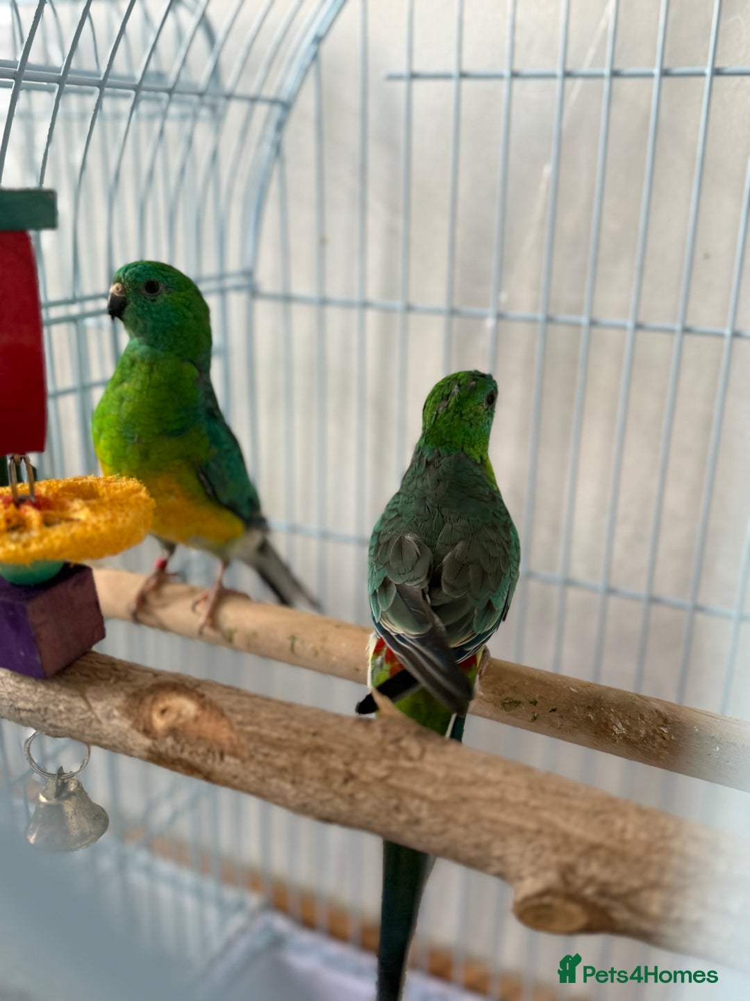 Parrots birds for sale: Beautiful talking singing Young Red Rump Parrot  - Image 7