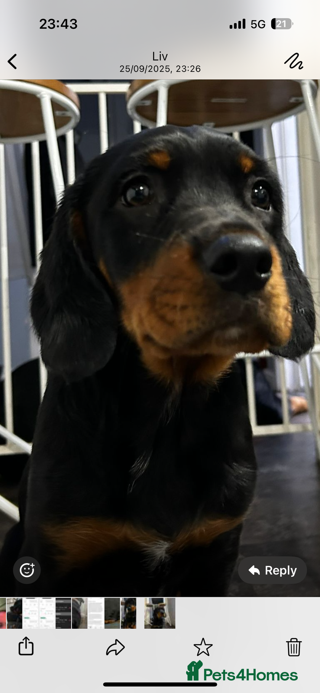 Mixed Breed dogs for sale: Rottie/ bloodhound mix - Image 5