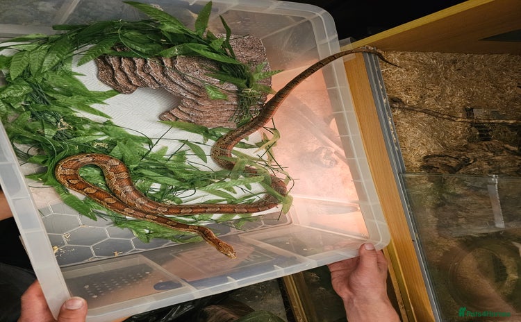 Corn Snake reptiles - Advert 3