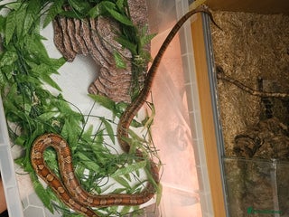Corn Snake reptiles - Advert 6