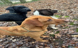 Labrador Retriever dogs for sale: Quality pedigreed Labradors for sale  - Image 18