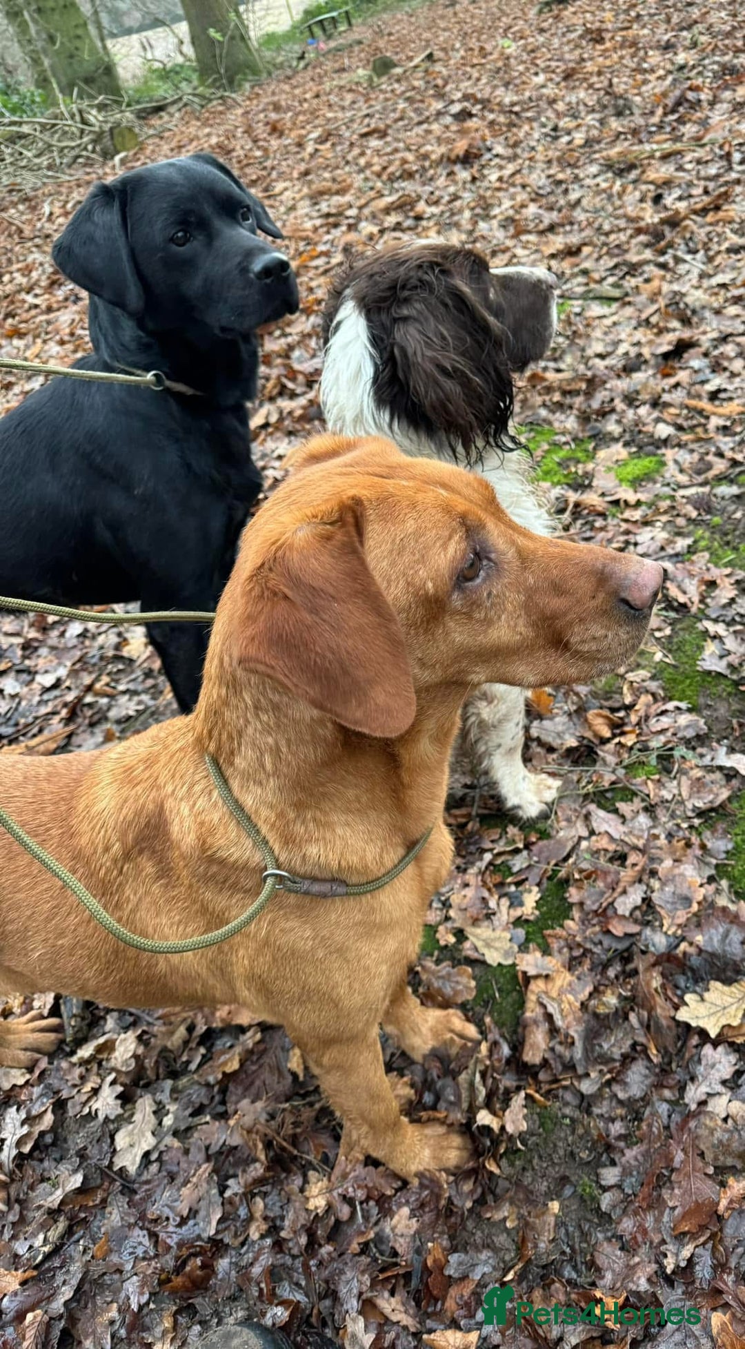 Labrador Retriever dogs for sale: Quality pedigreed Labradors for sale  - Image 18