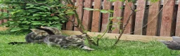Mixed Breed cats for sale: Super Friendly Kittens for sale  in Edinburgh - Advert 6