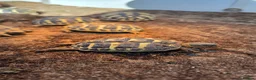 Tortoise reptiles for sale: Western herman Tortoise (Hermanni Hermanni) - Advert 1