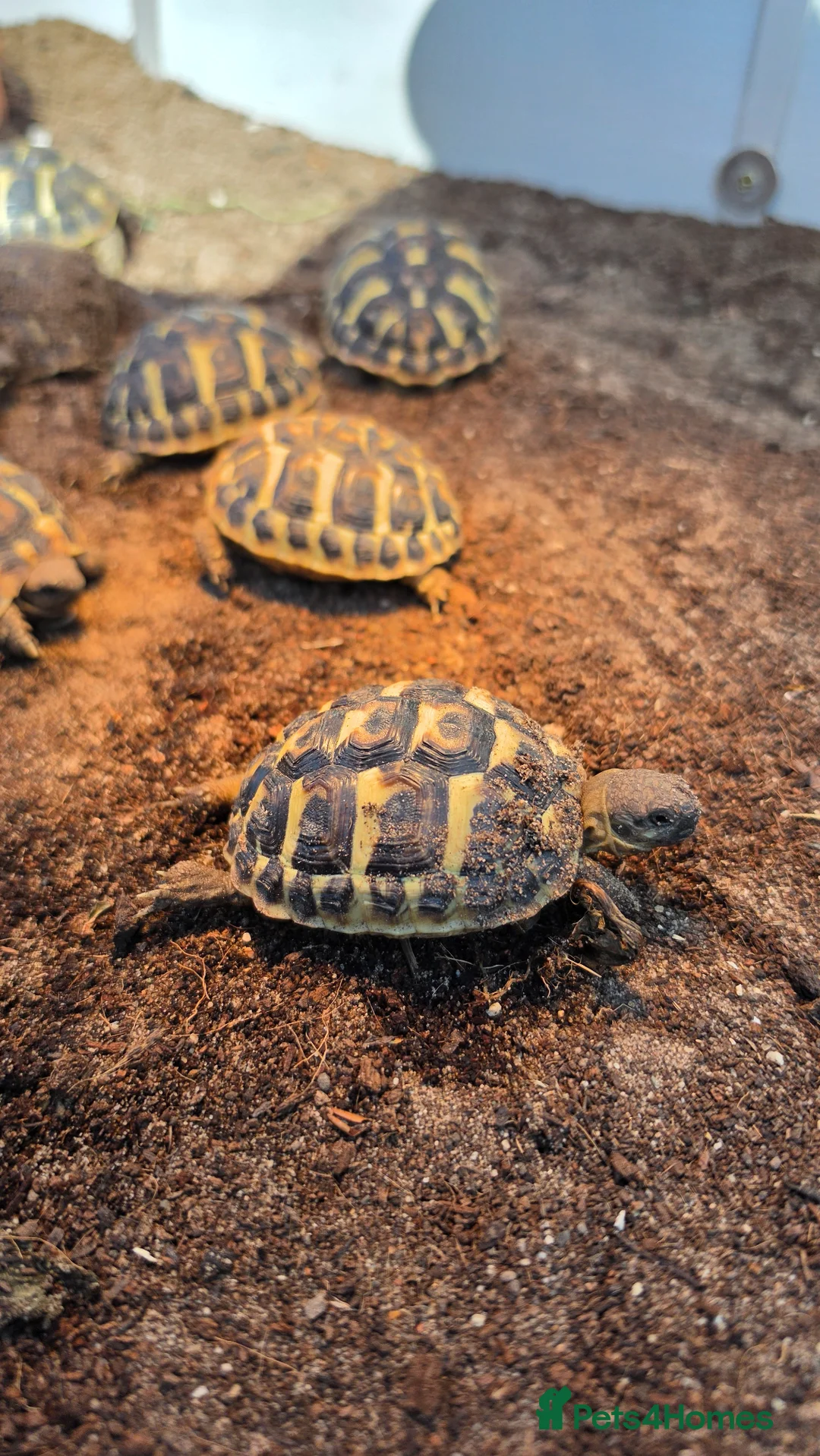Tortoise reptiles for sale: Western herman Tortoise (Hermanni Hermanni) - Advert 1
