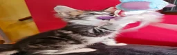 Maine Coon cats for sale: 2 stunning Mainecoon kittens  - Advert 4