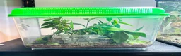 Stick Insects invertebrates for sale: Sungaya & Indian Stick Insects & Full Setup - Advert 3