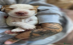 Mixed Breed dogs for sale: Beautiful cocker spaniels - Image 7