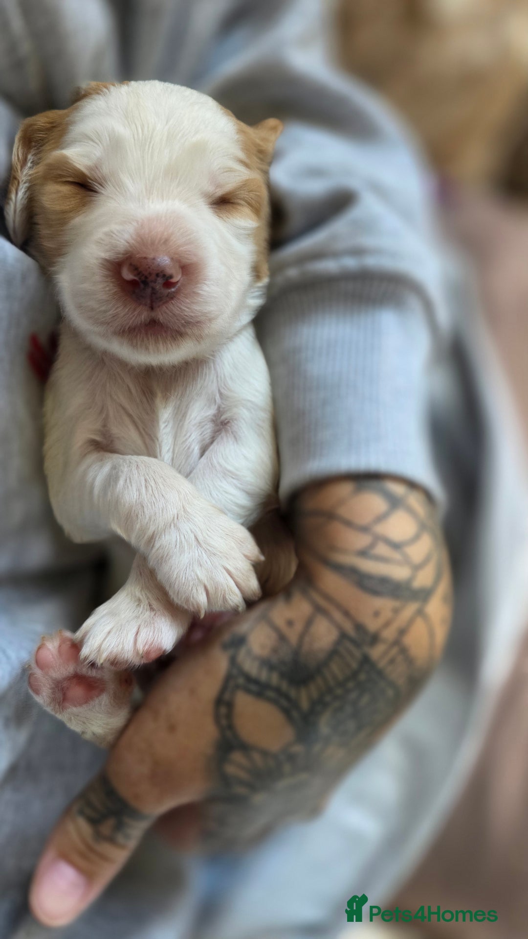 Mixed Breed dogs for sale: Beautiful cocker spaniels - Image 7