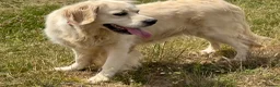 Golden Retriever dogs for sale: Kc reg cream 3 year old female  - Advert 12