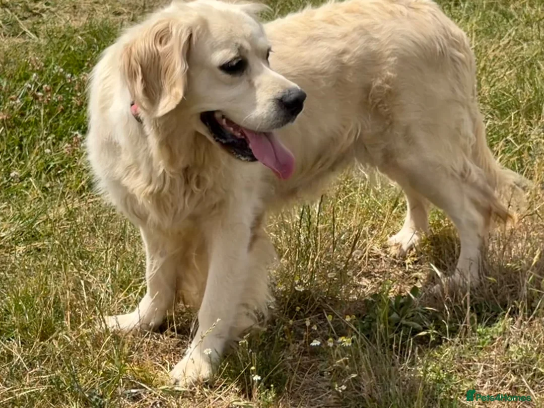Golden Retriever dogs for sale: Kc reg cream 3 year old female  - Advert 12