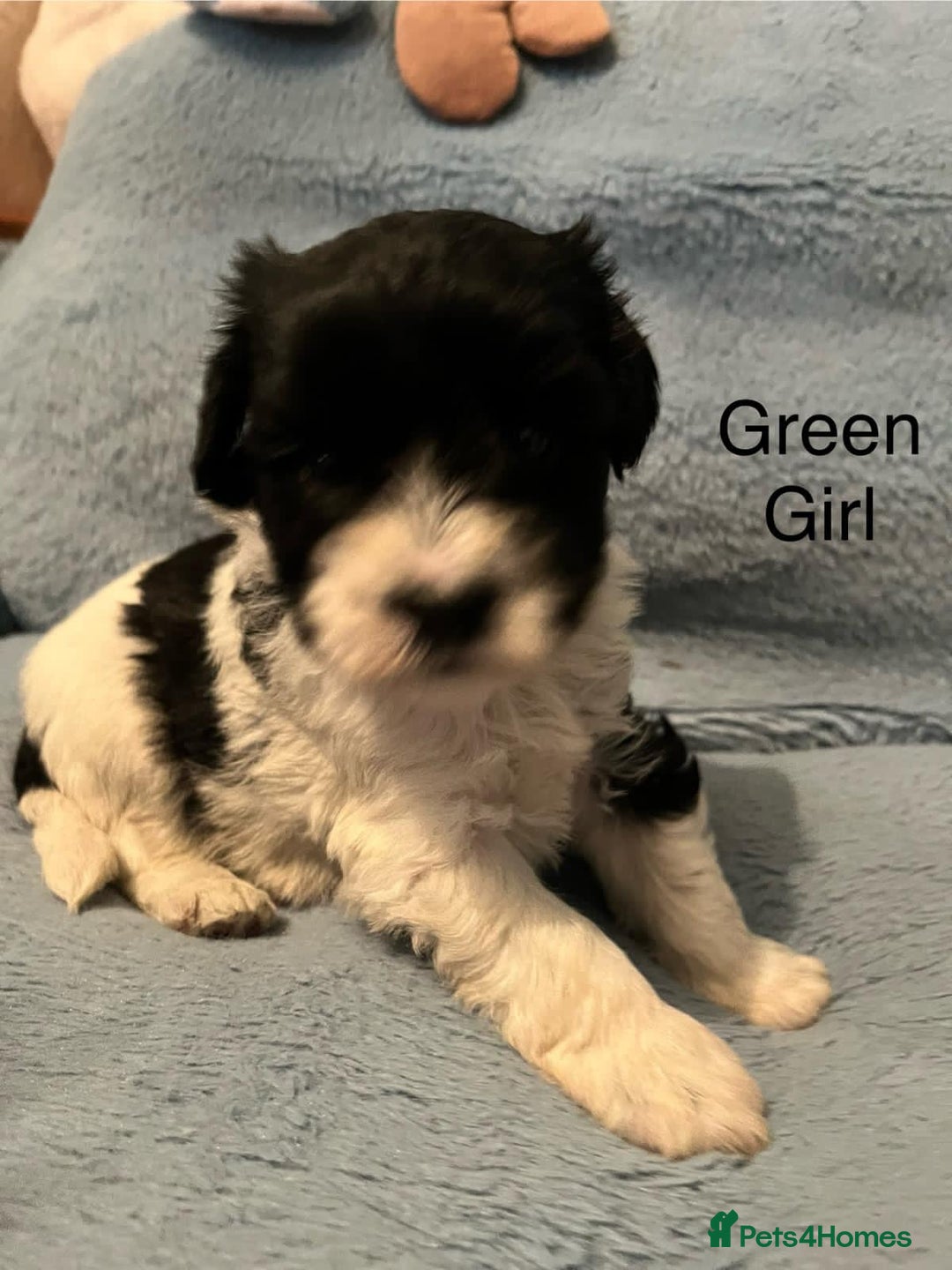 Miniature Schnauzer dogs for sale: OMG ❤️RARE  PEDIGREE PARTI MINIATURE SCHNAUZER  - Advert 20
