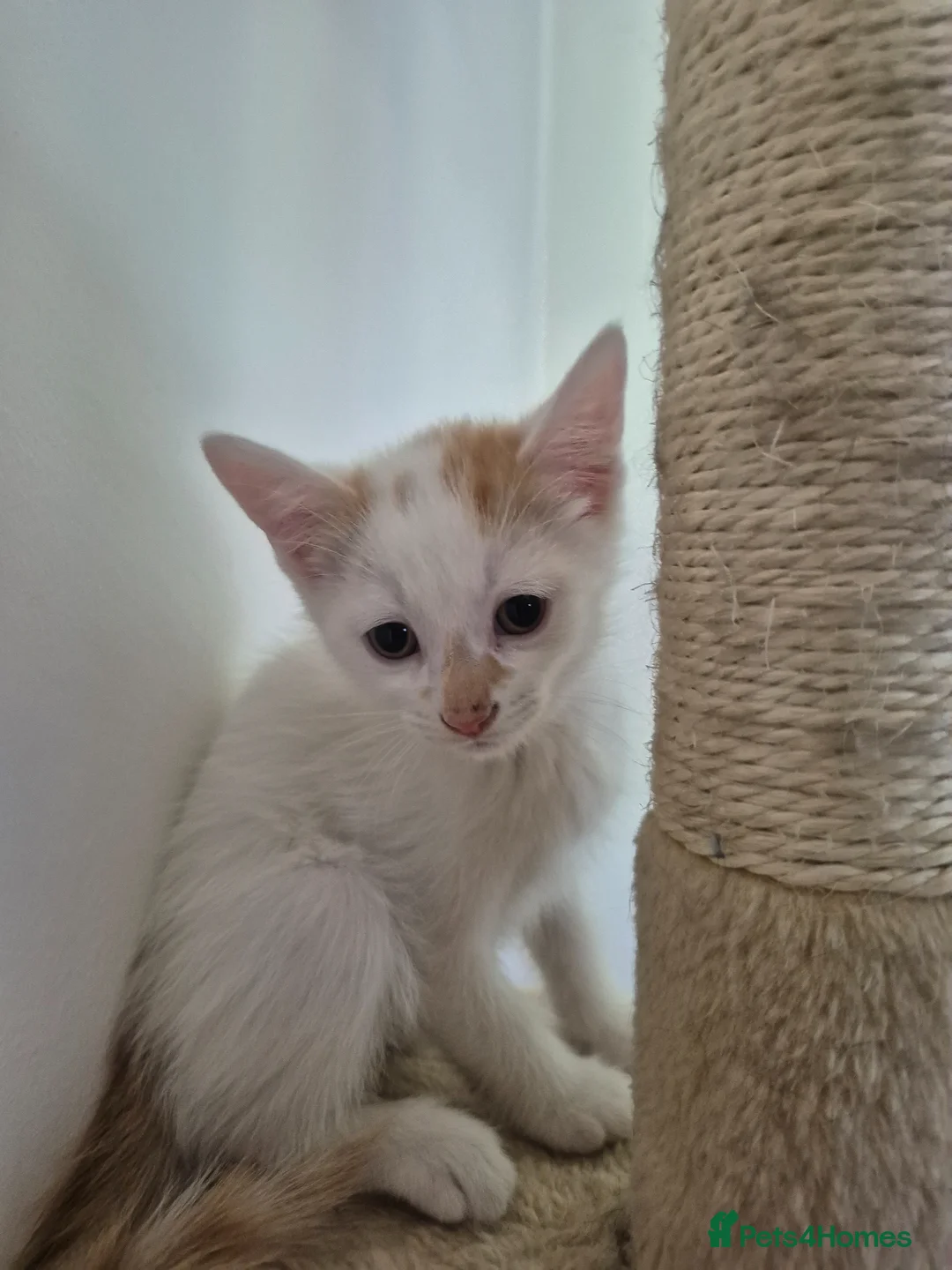 Mixed Breed cats for sale: 5 Gorgeous kittens for sale in Bedford - Advert 21