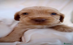Cocker Spaniel dogs for sale: Beautiful family SHOW cocker spaniels LAST 2 - Image 25