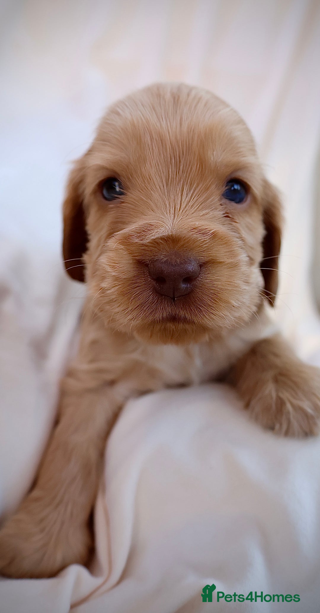 Cocker Spaniel dogs for sale: Beautiful family SHOW cocker spaniels LAST 2 - Image 25