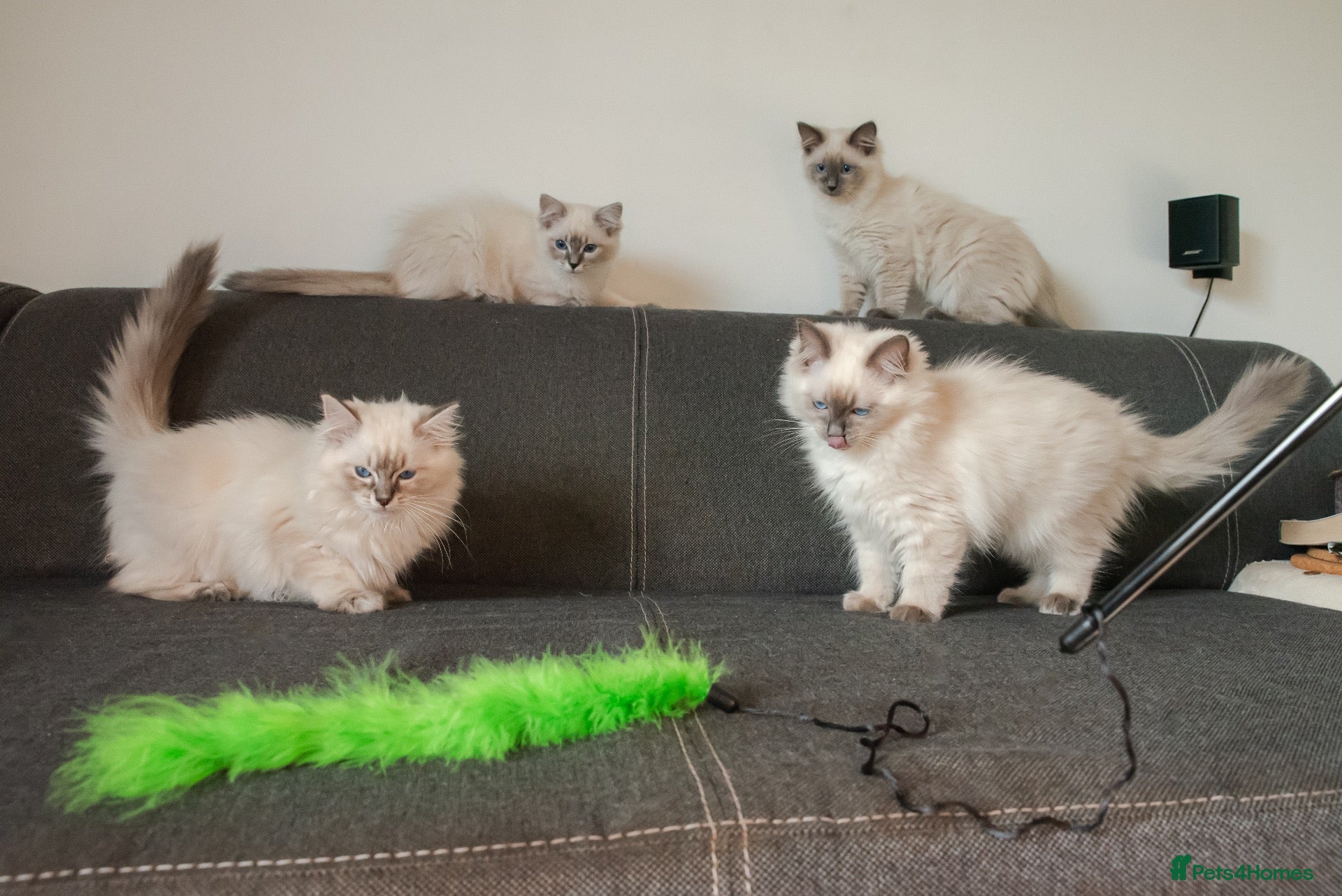 Ragdoll cats Beautiful GCCF Registered Ragdoll Kittens - Advert 1