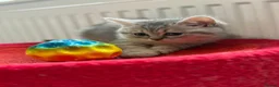 British Shorthair cats for sale: British shorthair kittens - Advert 5
