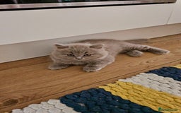 British Longhair cats for sale: British longhair last boy last girl in Watford - Image 10