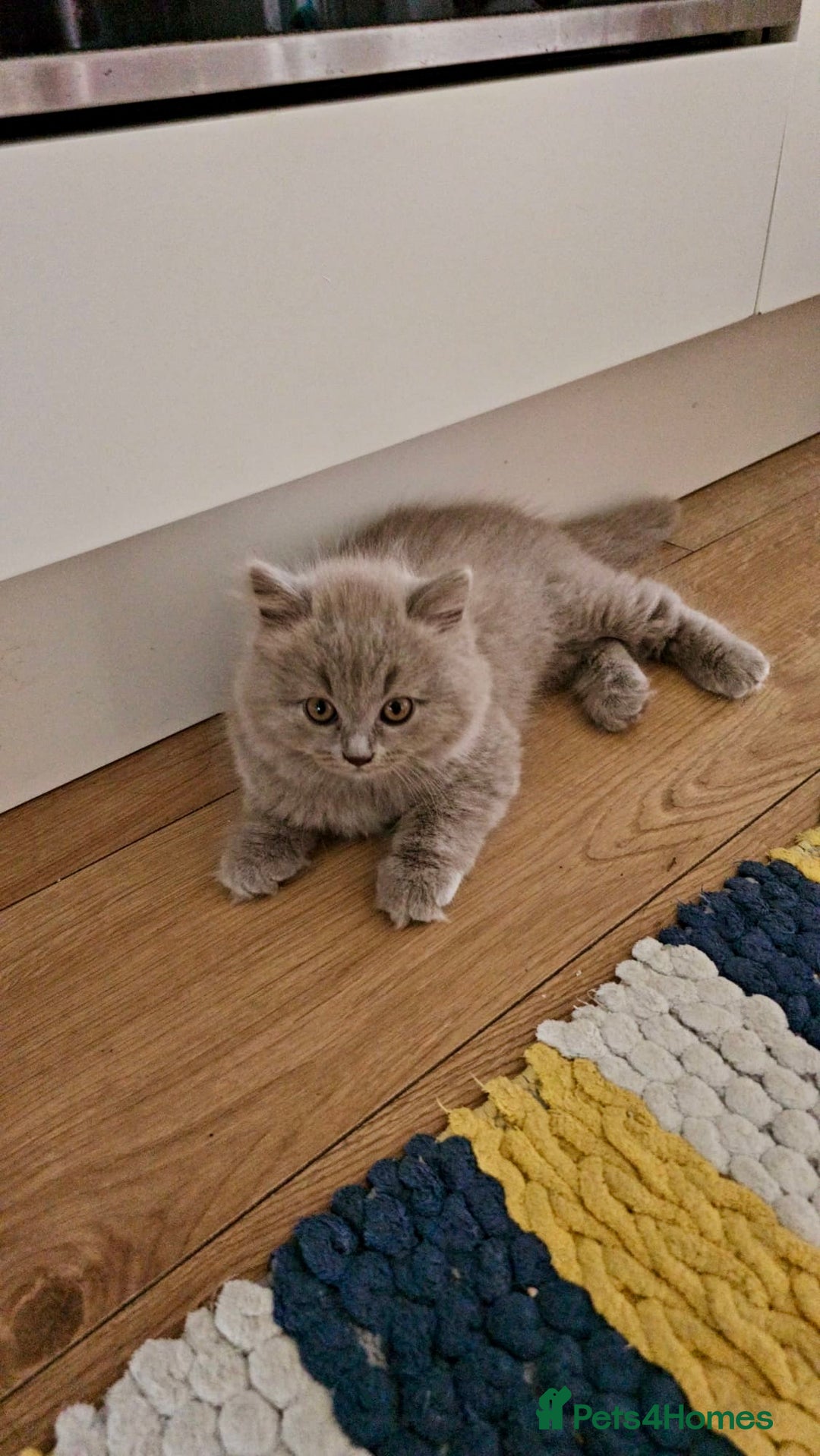 British Longhair cats for sale: British longhair last boy last girl in Watford - Image 10
