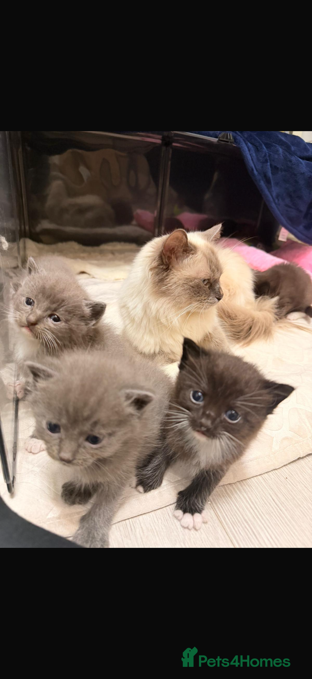 Ragdoll cats for sale: Ragdoll mix kitten - 5 Boys - Advert 16