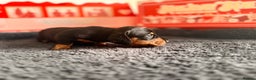 Miniature Dachshund dogs for sale: 🐾 miniature Dachshund 1 LEFT READY IN 2 WEEKS🐾 - Advert 22