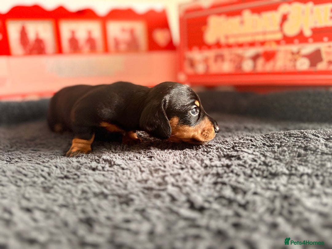 Miniature Dachshund dogs for sale: 🐾 miniature Dachshund 1 LEFT READY IN 2 WEEKS🐾 - Advert 22