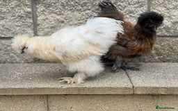 Chickens poultry for sale: Silkie Bantams - Image 6