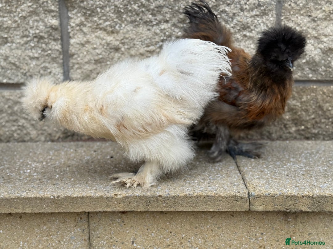 Chickens poultry for sale: Silkie Bantams - Image 6