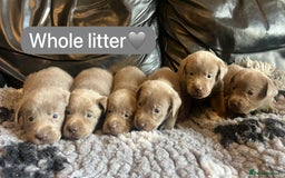 Labrador Retriever dogs for sale: Kc registered silver labs, health tested parents - Image 1