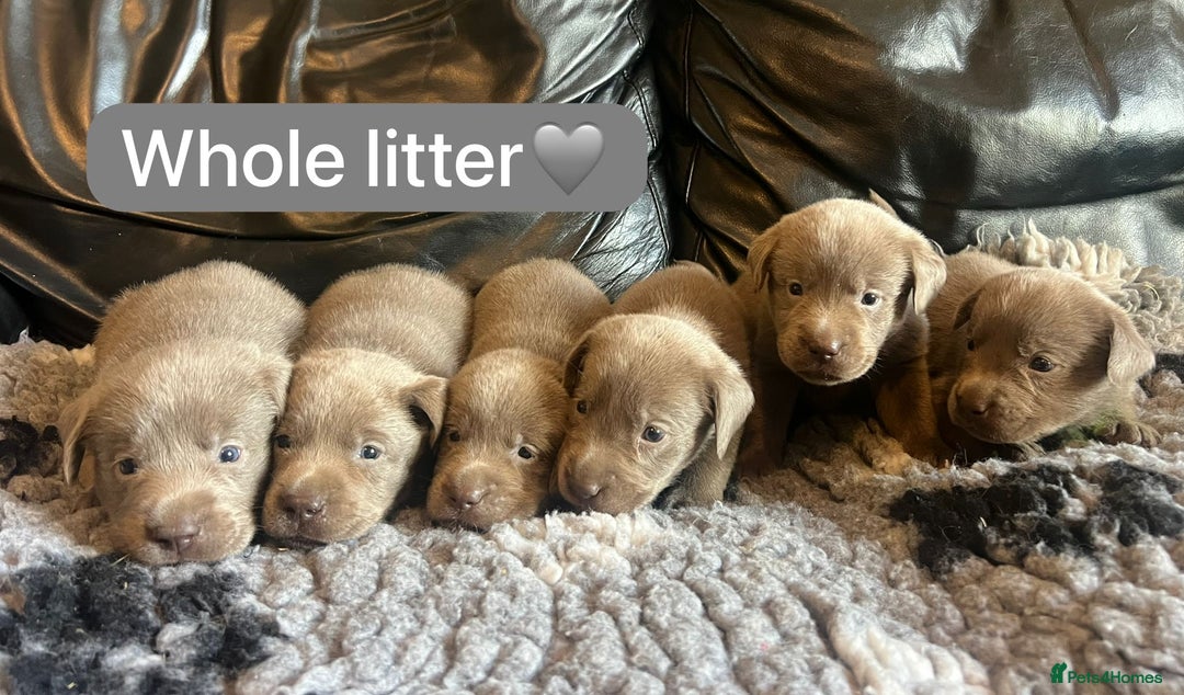 Labrador Retriever dogs for sale: Kc registered silver labs, health tested parents - Image 1