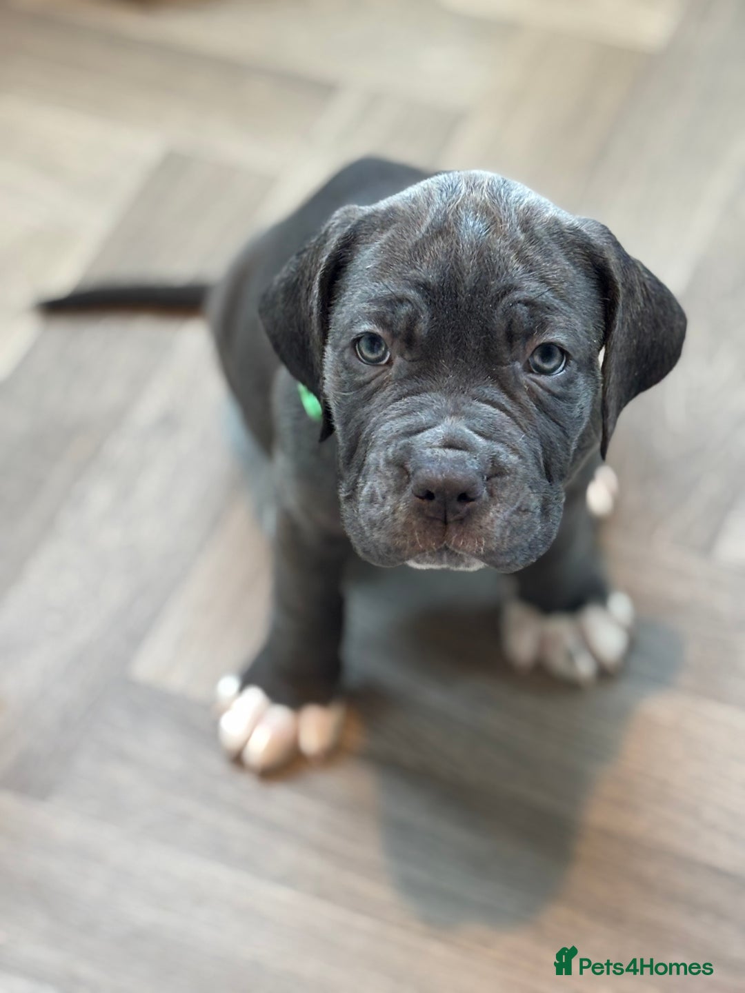 Mixed Breed dogs for sale: Hybrid mastiffs - Advert 11