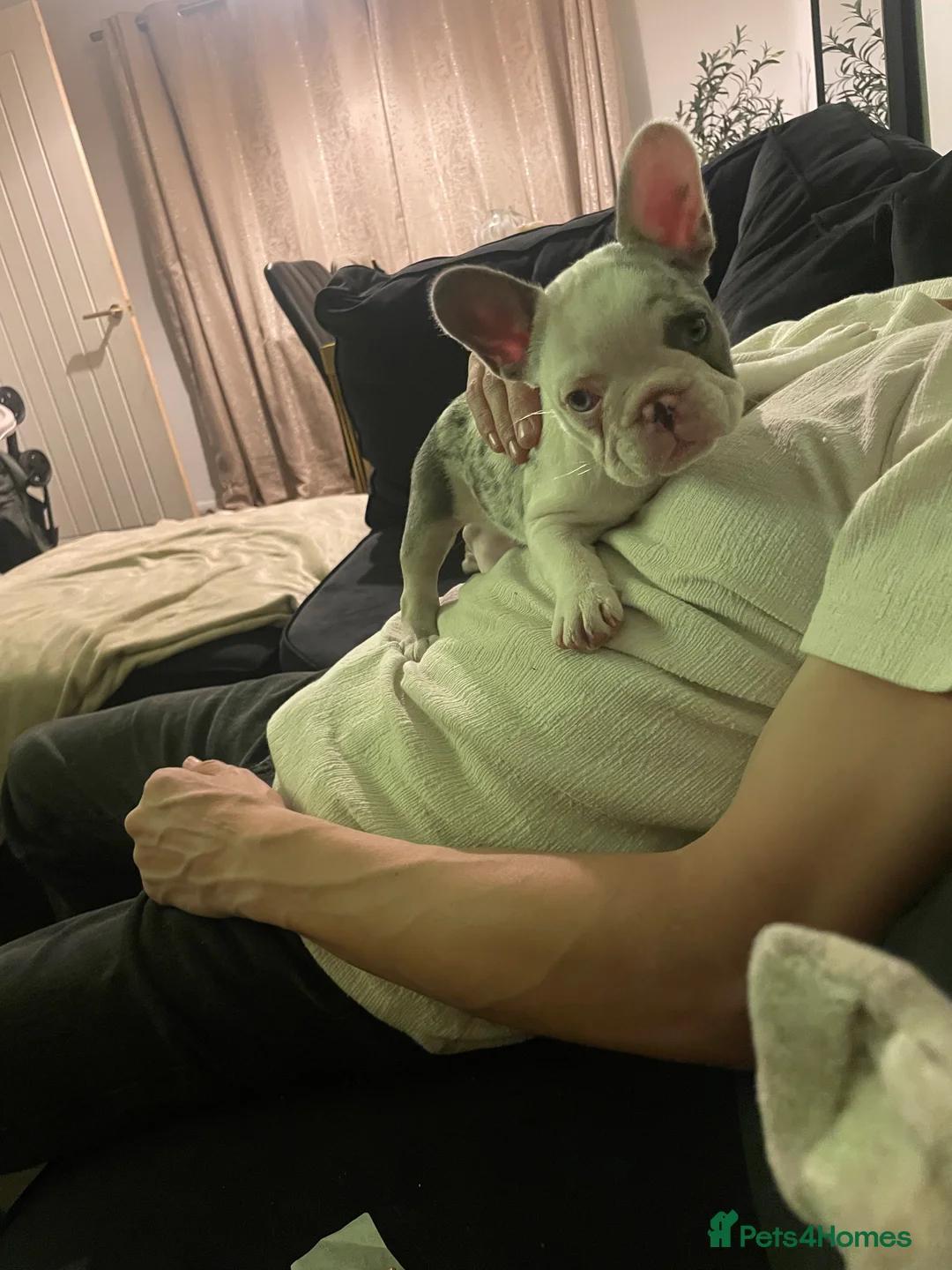 French Bulldog dogs for sale: Female French bulldog for sale  in Southampton - Advert 2