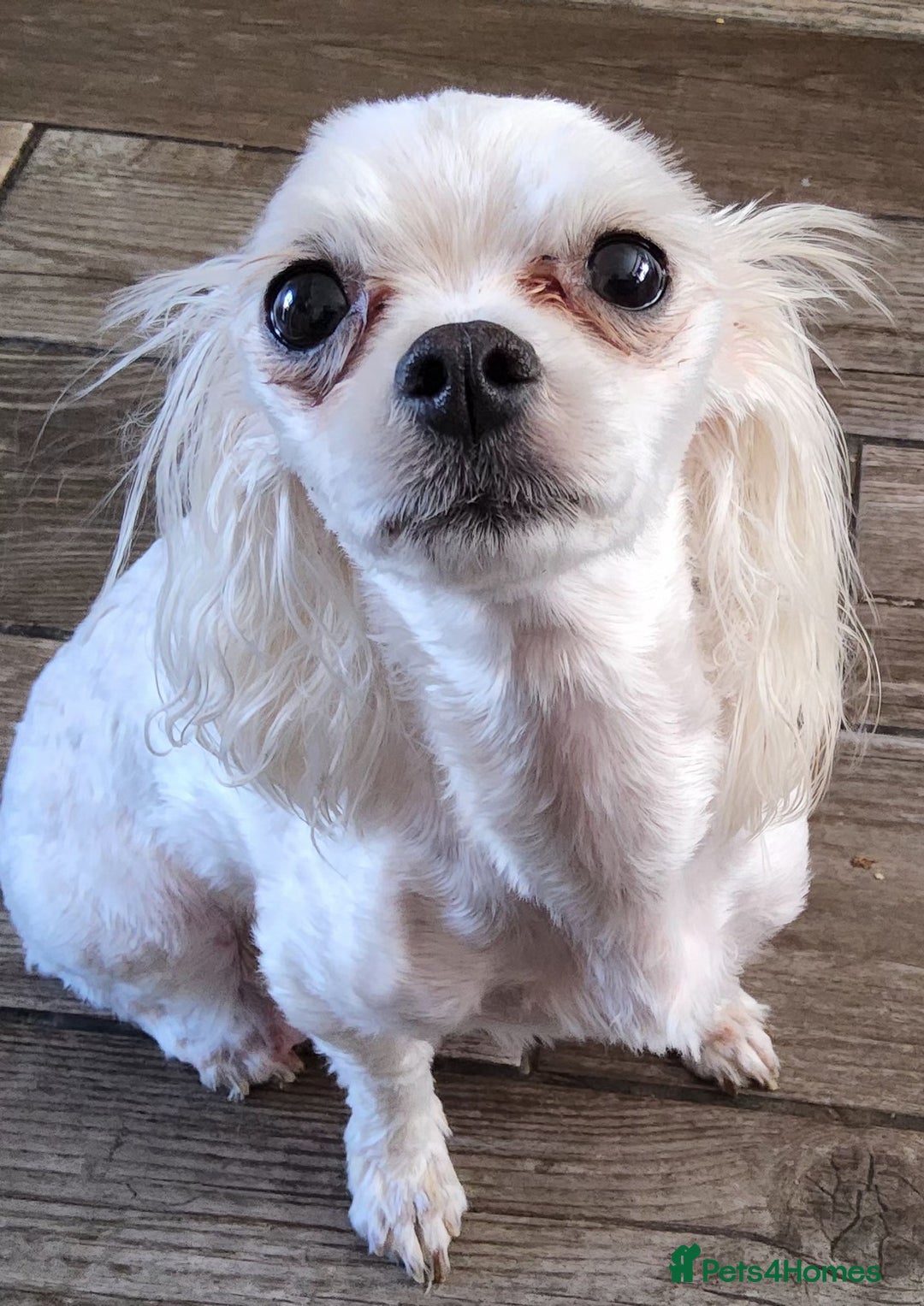 Maltese dogs for sale: Female Maltese  - Advert 1