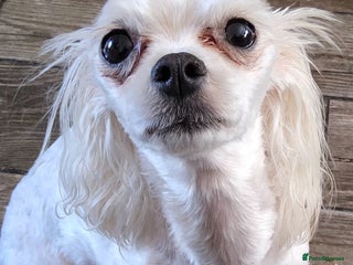 Maltese dogs Female Maltese - Advert 1