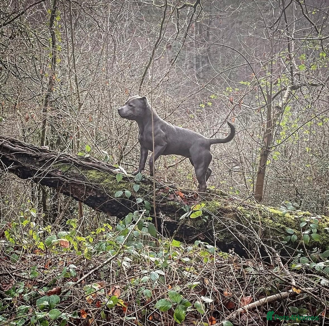 Staffordshire Bull Terrier dogs for sale: 10 Blue BULLSCAFF Staffordshire bull terriers  - Advert 3