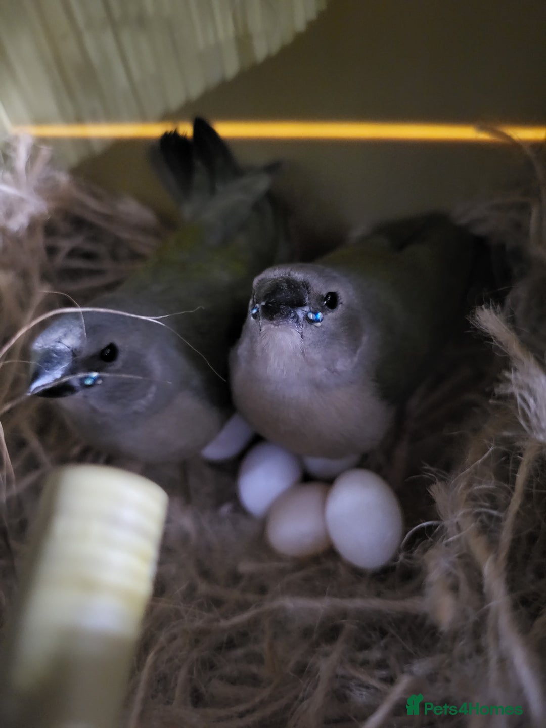Finches birds for sale: Baby gouldian finches - Image 1