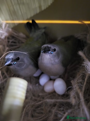 Finches birds - Advert 2